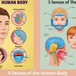 5 Senses of the Human Body